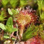 _00009 La drosera, une plante carnivore alpine !
