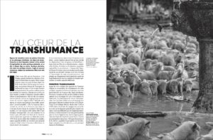 Article Au coeur de la transhumance