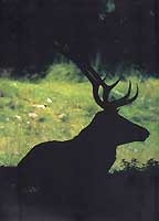 nature1